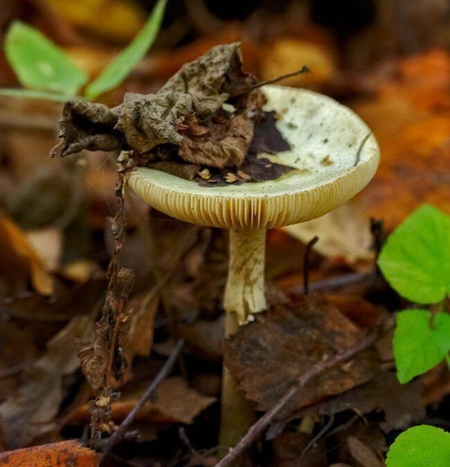 Las setas y las intoxicaciones